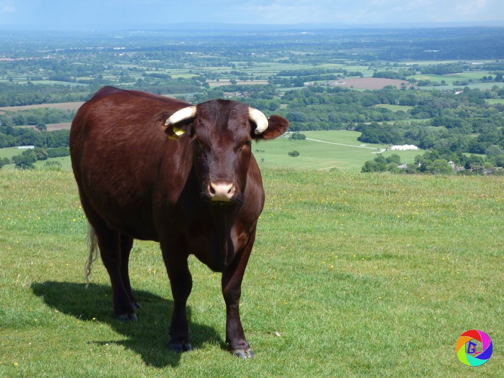 Chanctonbury Ring